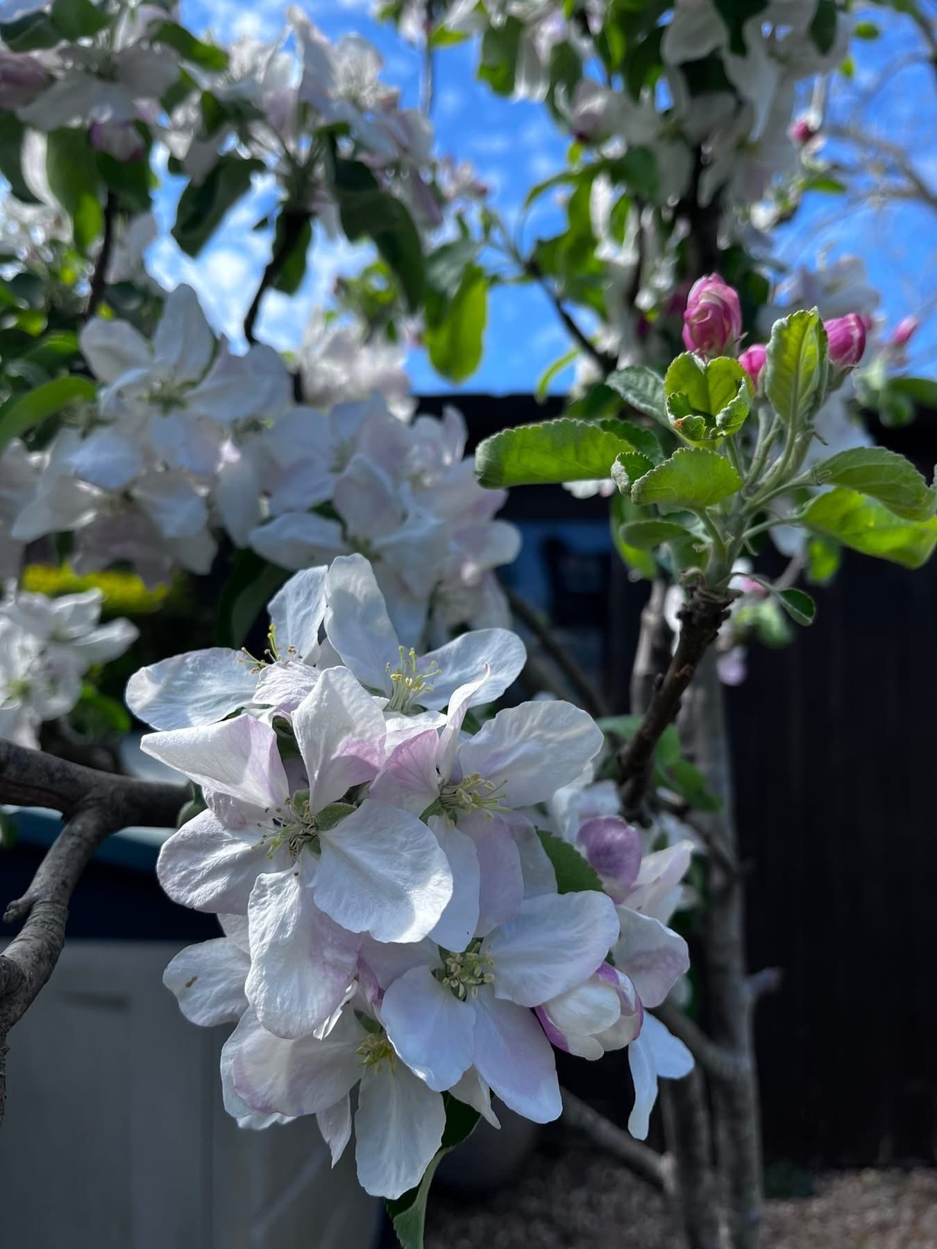 Close up of flower from Jackie's garden