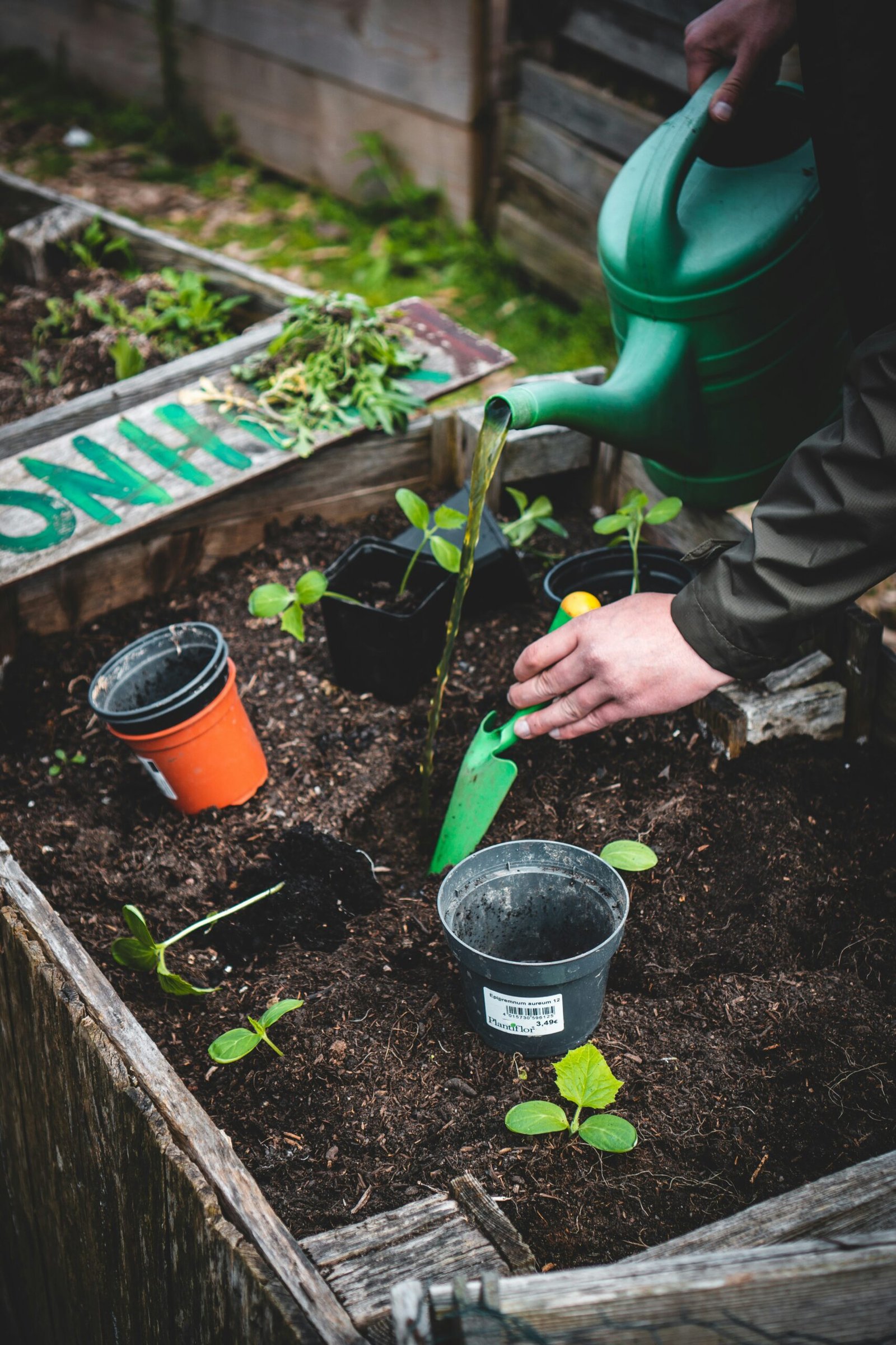 Person carrying a watering can pouring liquid into a garden bed.