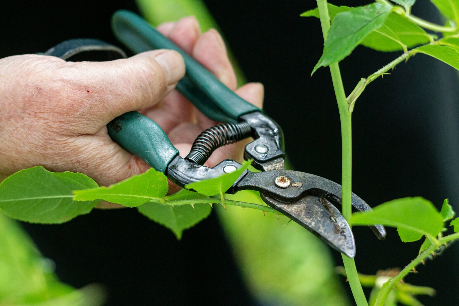 Close up of hands holding pruning tool, about to cut into a weed.