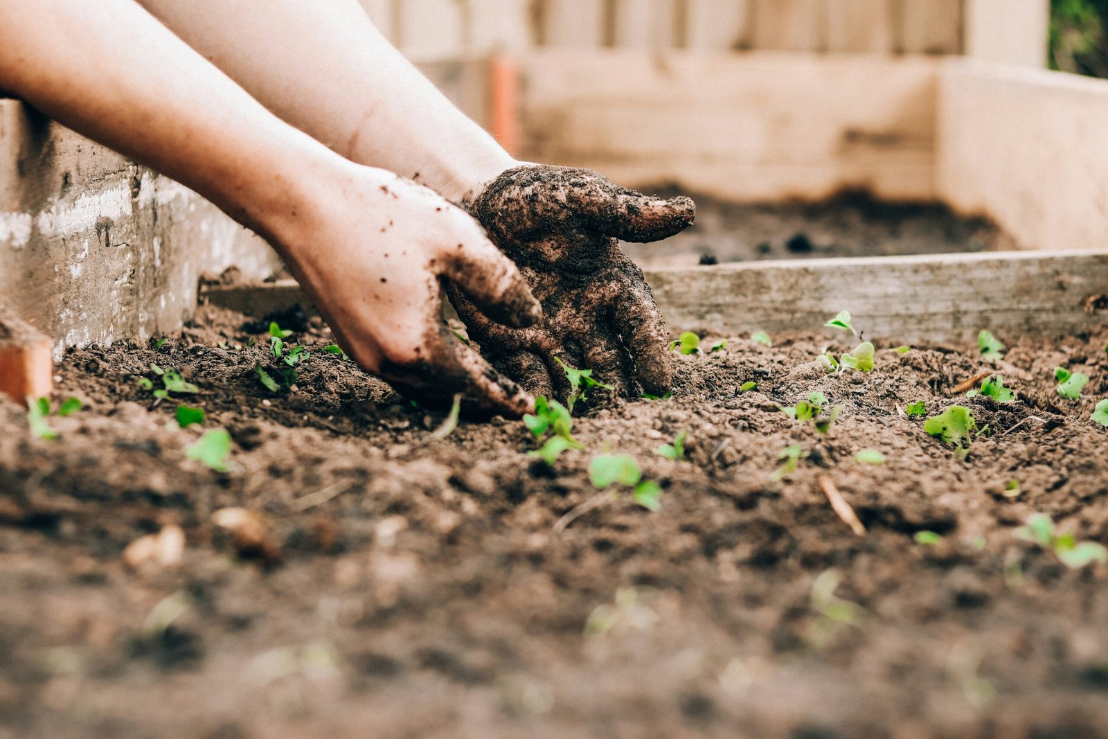 Two muddy hands working on a garden bed.