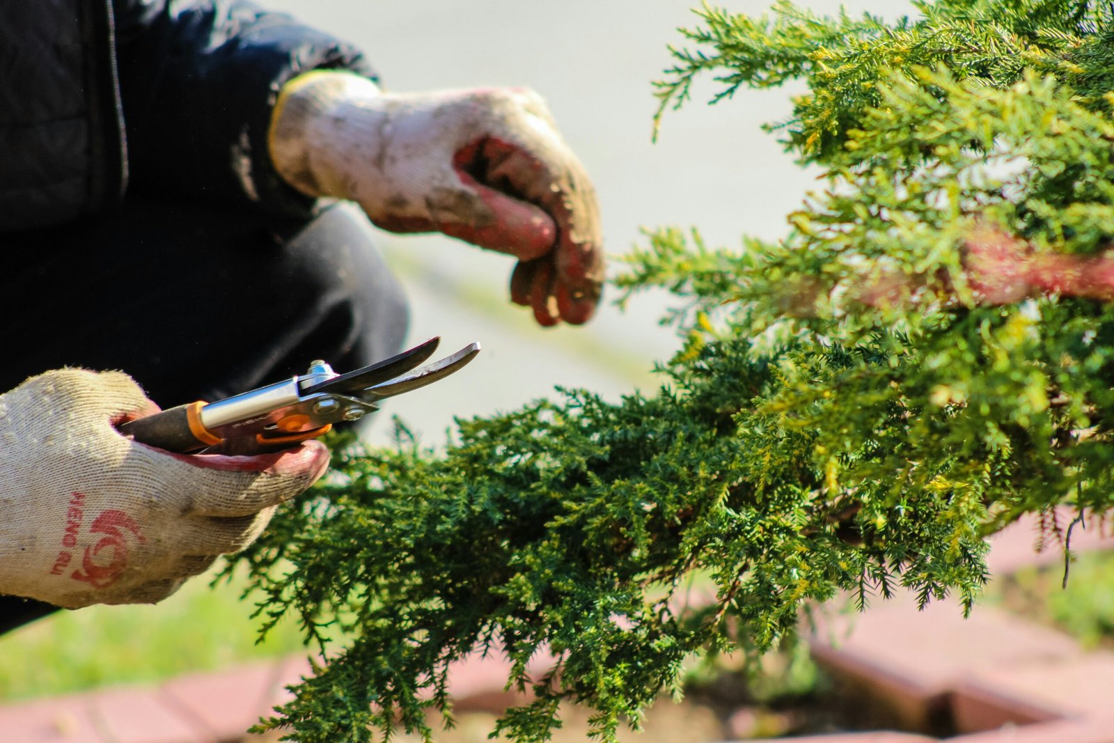 Close up of hands preparing to trim a hedge.