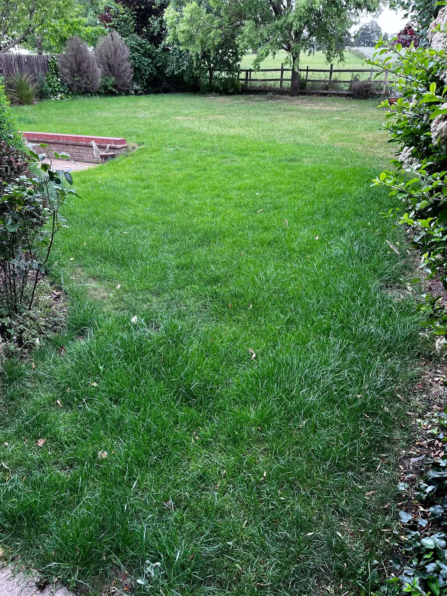 Before image of grass that is yet to be cut.