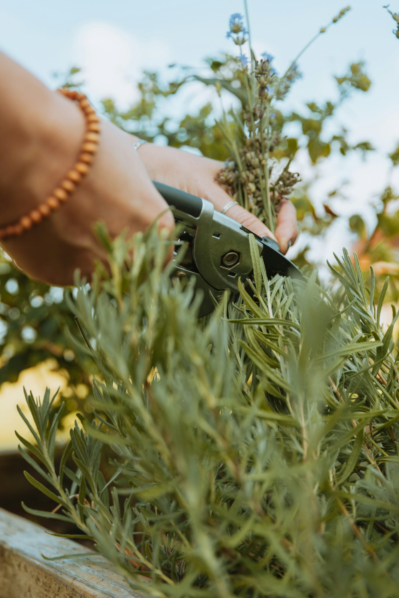 Weeds being cut with a gardening tool.