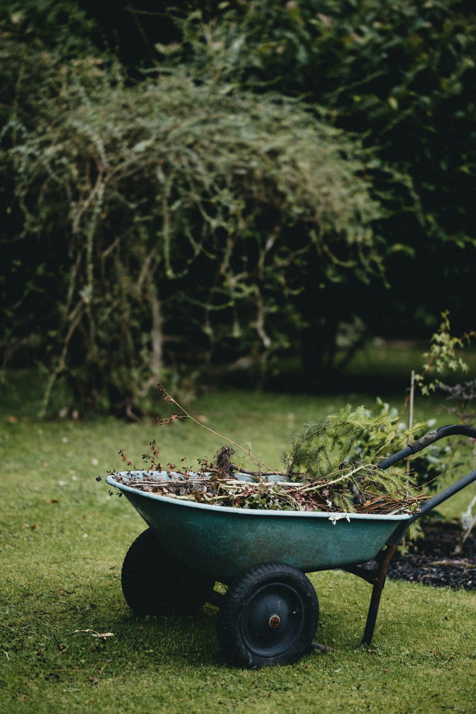 Wheelbarrow carrying dead weeds.