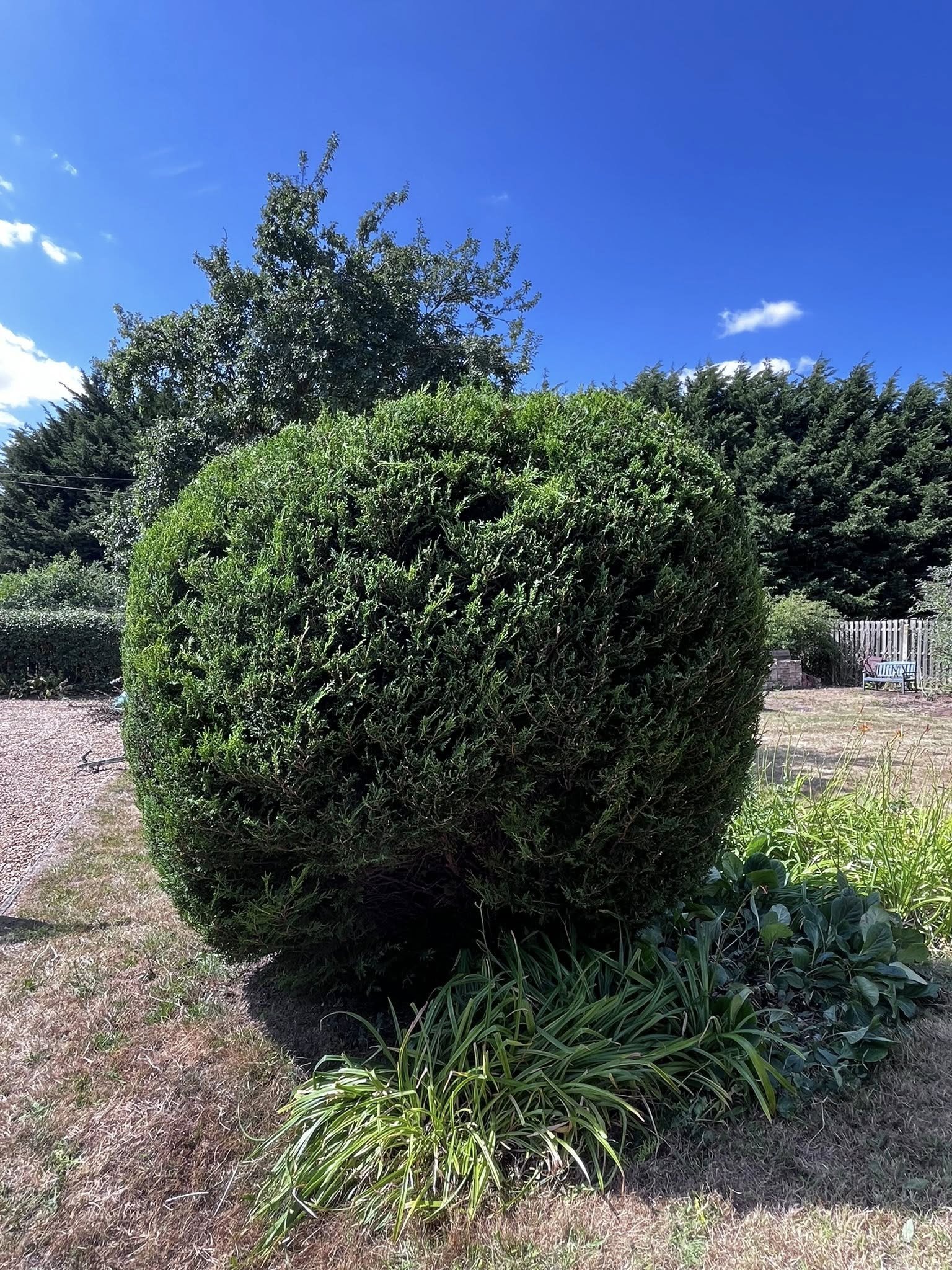 Completed hedge trimming project